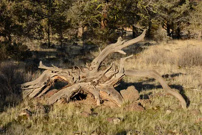 DSC_3026 (Large).JPG